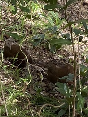 Gallirallus sylvestris