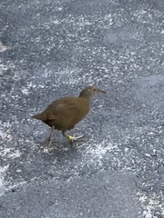 Gallirallus sylvestris