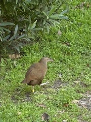 Gallirallus sylvestris