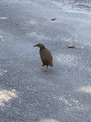 Gallirallus sylvestris