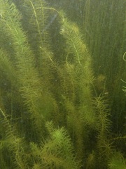 Hippuris vulgaris