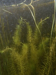 Hippuris vulgaris