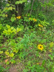 Rudbeckia tenax