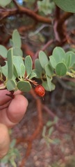Arctostaphylos peninsularis