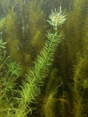 Hippuris vulgaris