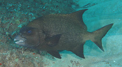Natal Knifejaw photo 3