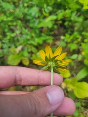Rudbeckia tenax