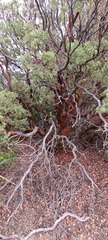 Arctostaphylos peninsularis
