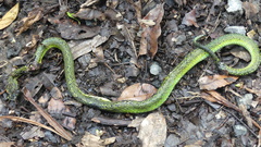 Bothriechis nigroviridis