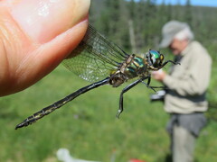 Somatochlora brevicincta