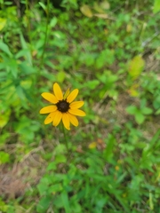Rudbeckia tenax