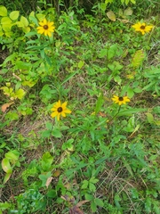 Rudbeckia tenax