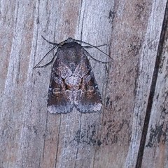 Oligia minuscula