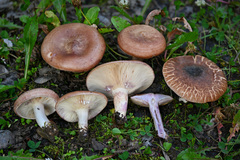 Lactarius montanus
