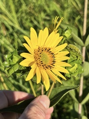 Silphium integrifolium laeve