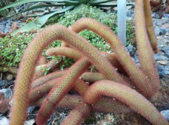 Cleistocactus winteri