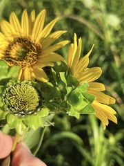 Silphium integrifolium laeve