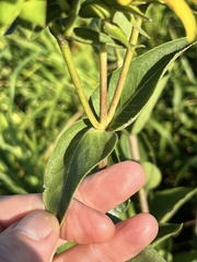 Silphium integrifolium laeve