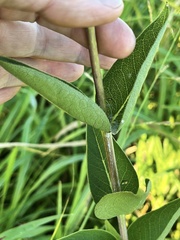 Silphium integrifolium laeve