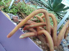 Cleistocactus winteri