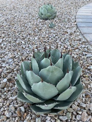 Agave parryi truncata