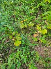 Rudbeckia tenax