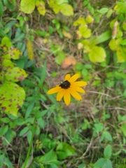 Rudbeckia tenax