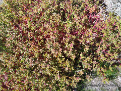 Halophytum ameghinoi