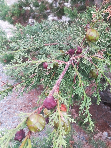 Mittelmeer-Zypresse (Cupressus sempervirens): Herkunft und Verwendung — Foto 1