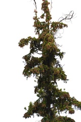 Picea glauca × engelmannii