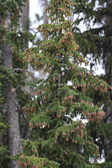 Picea glauca × engelmannii