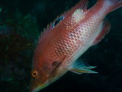Bodianus unimaculatus