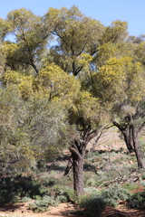 Acacia oswaldii
