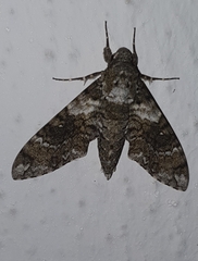 Manduca corallina