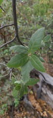 Quercus peninsularis