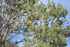 Pinus quadrifolia