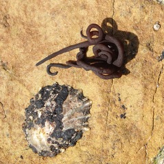 Nemalion elminthoides