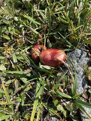 Russula nana