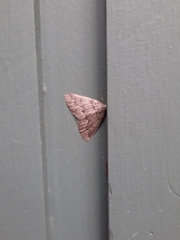 Sabulodes packardata