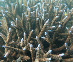 Acropora muricata
