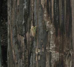 Diceroprocta delicata