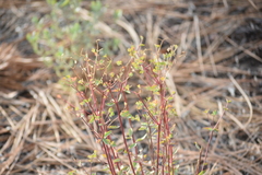 Euphorbia lurida