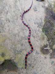 Geophis semidoliatus