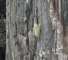 Diceroprocta delicata