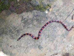 Geophis semidoliatus