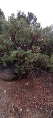 Arctostaphylos peninsularis
