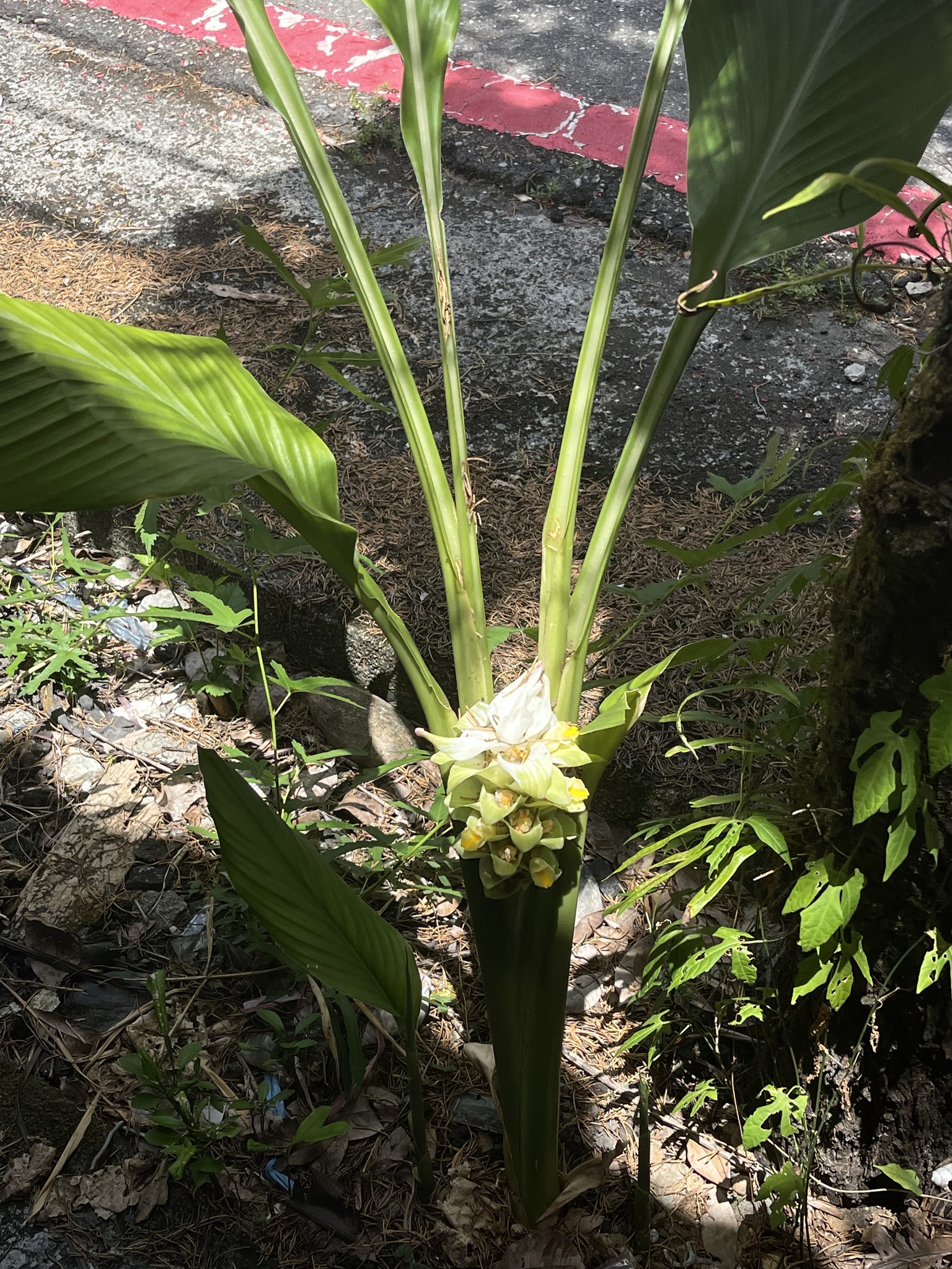 Curcuma Longa L.