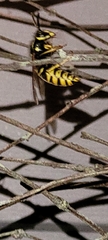 Vespula maculifrons