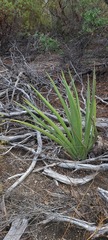 Yucca schidigera