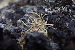 Cladonia macroceras